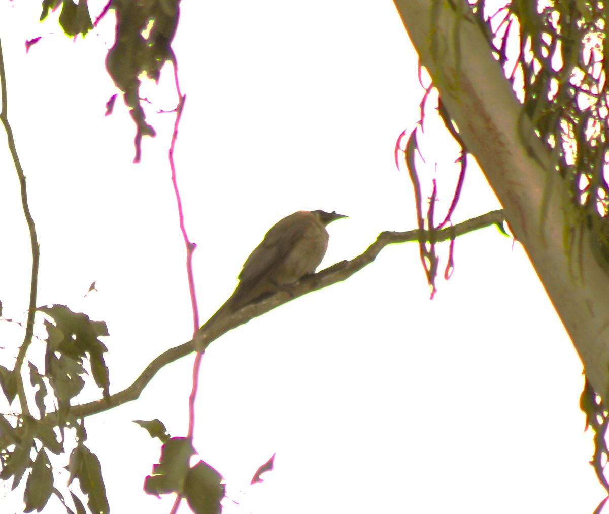 Noisy Friarbird - ML612686672