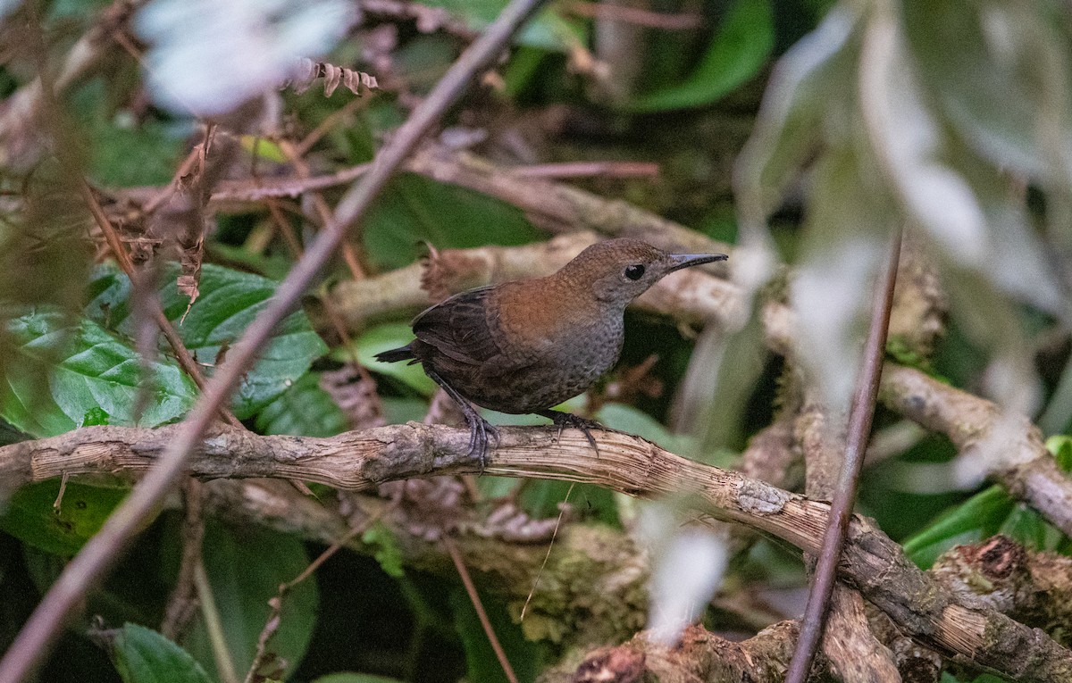 Scaly-breasted Wren - ML612686695