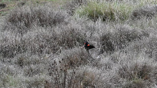 Long-tailed Widowbird - ML612686704