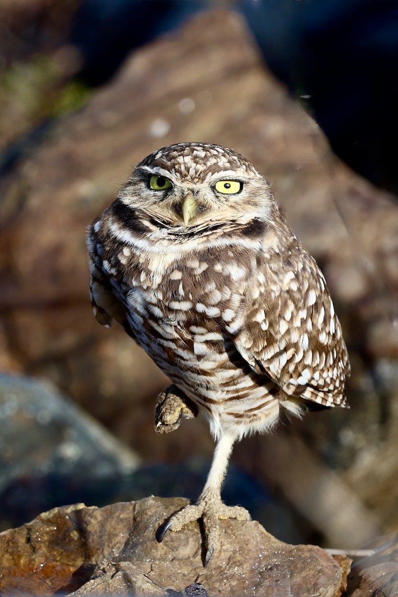 Burrowing Owl - Deborah Porter
