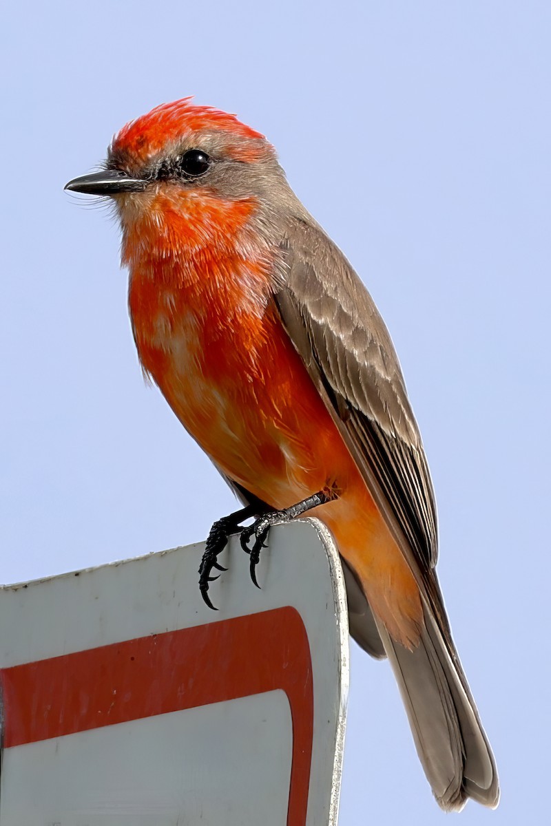 Vermilion Flycatcher - Deborah Porter