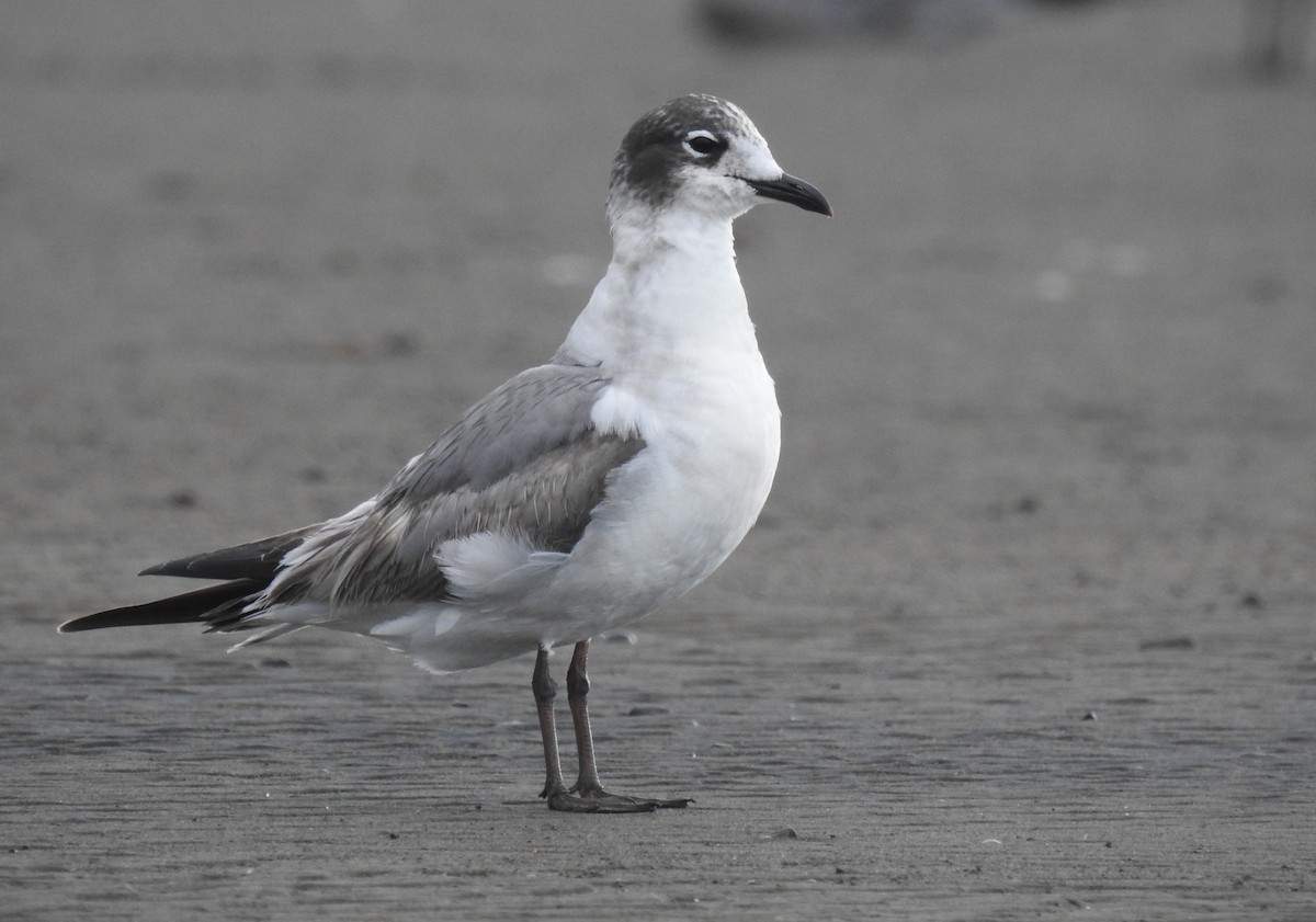 Franklin's Gull - ML612686779