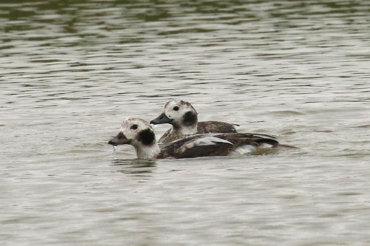 Long-tailed Duck - ML612686793