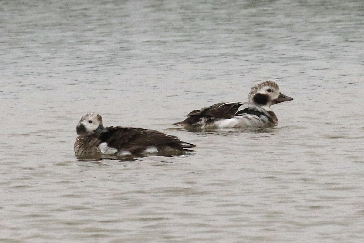 Long-tailed Duck - ML612686819