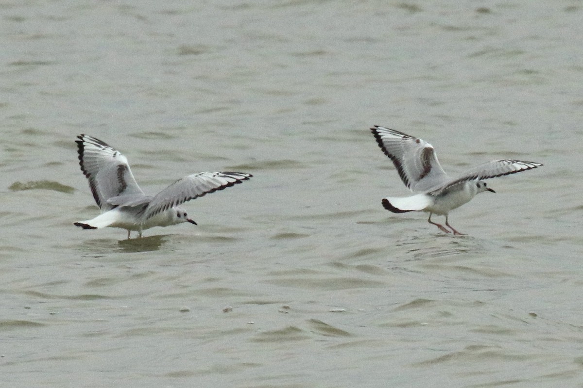 Bonaparte's Gull - ML612686828