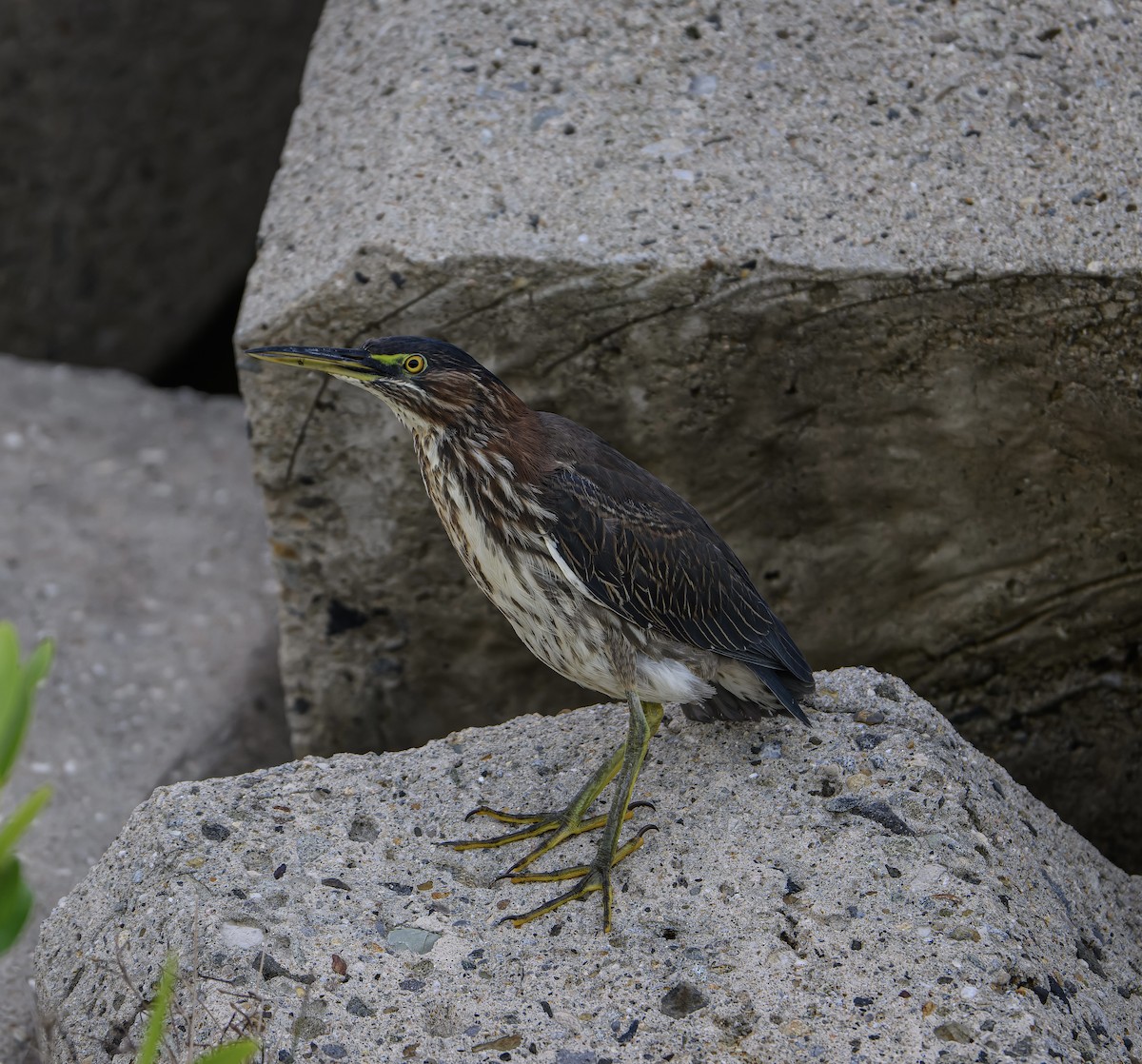 Green Heron - ML612686845