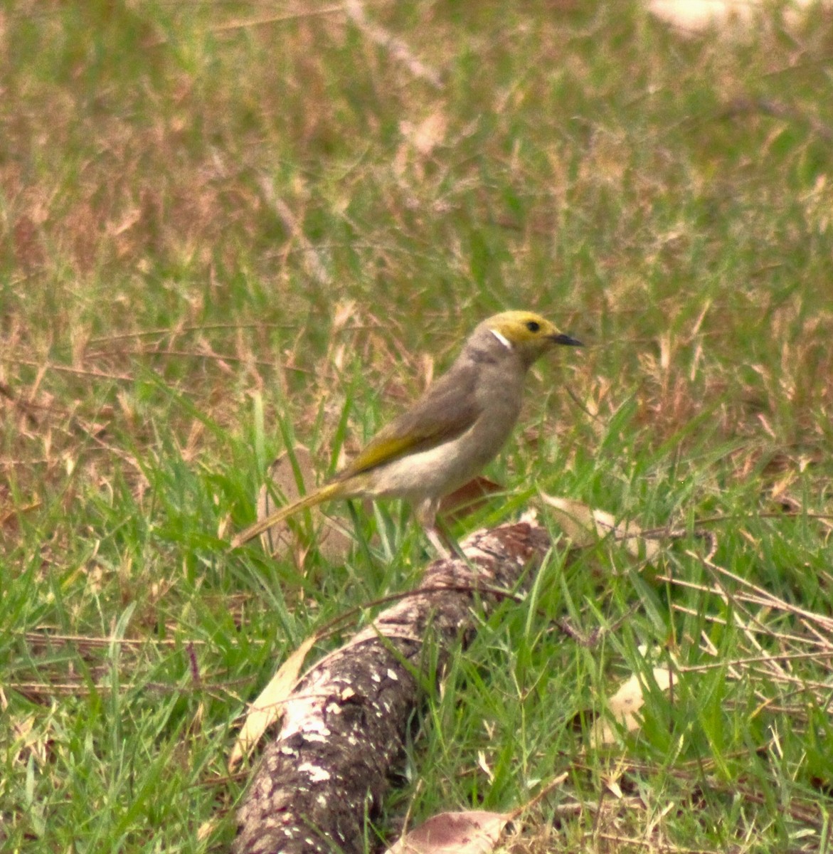 White-plumed Honeyeater - Scott Atkinson