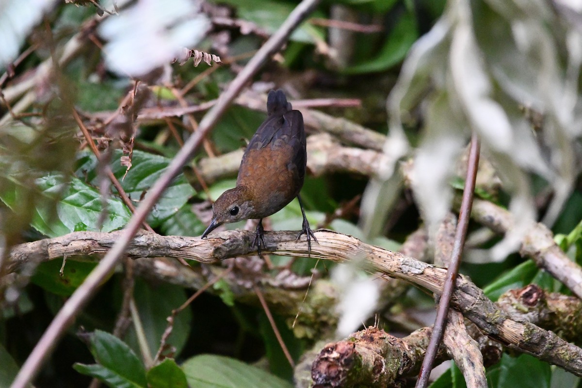 Scaly-breasted Wren - Lukas Weinhold