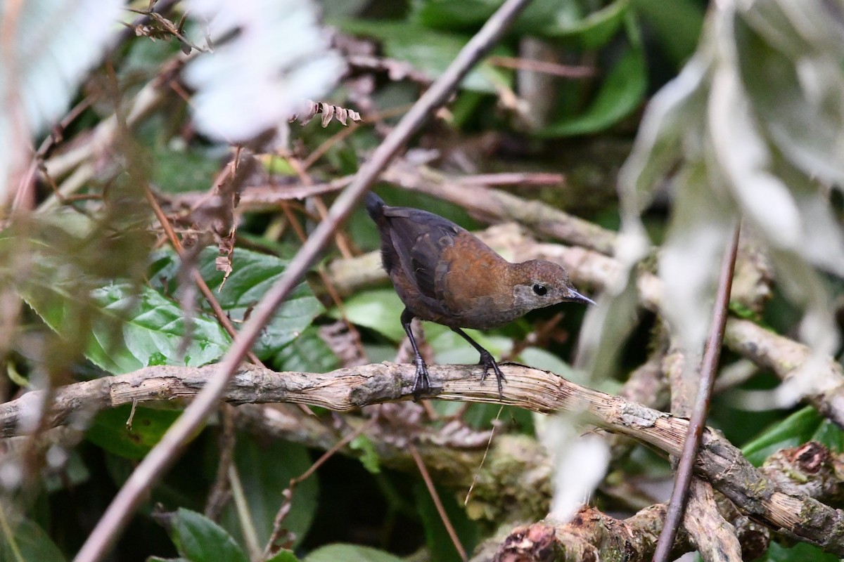 Scaly-breasted Wren - Lukas Weinhold