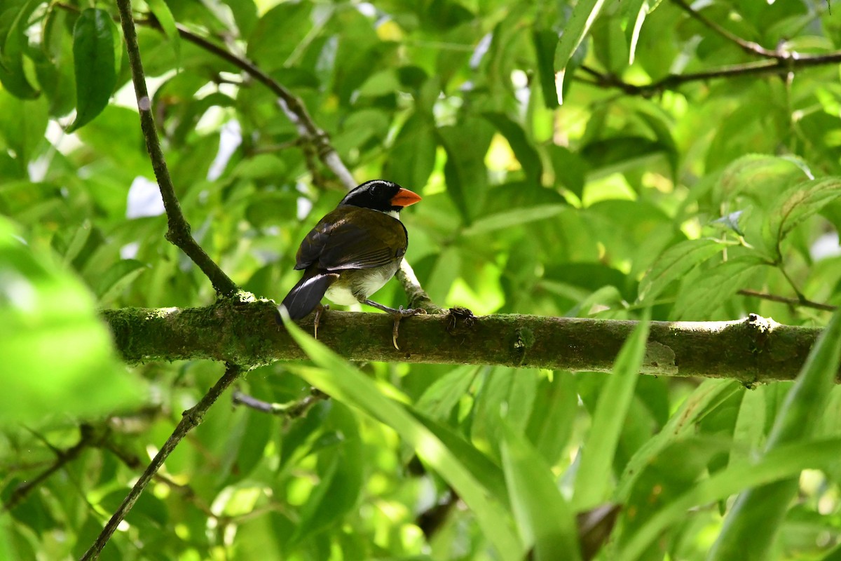 Orange-billed Sparrow - Lukas Weinhold