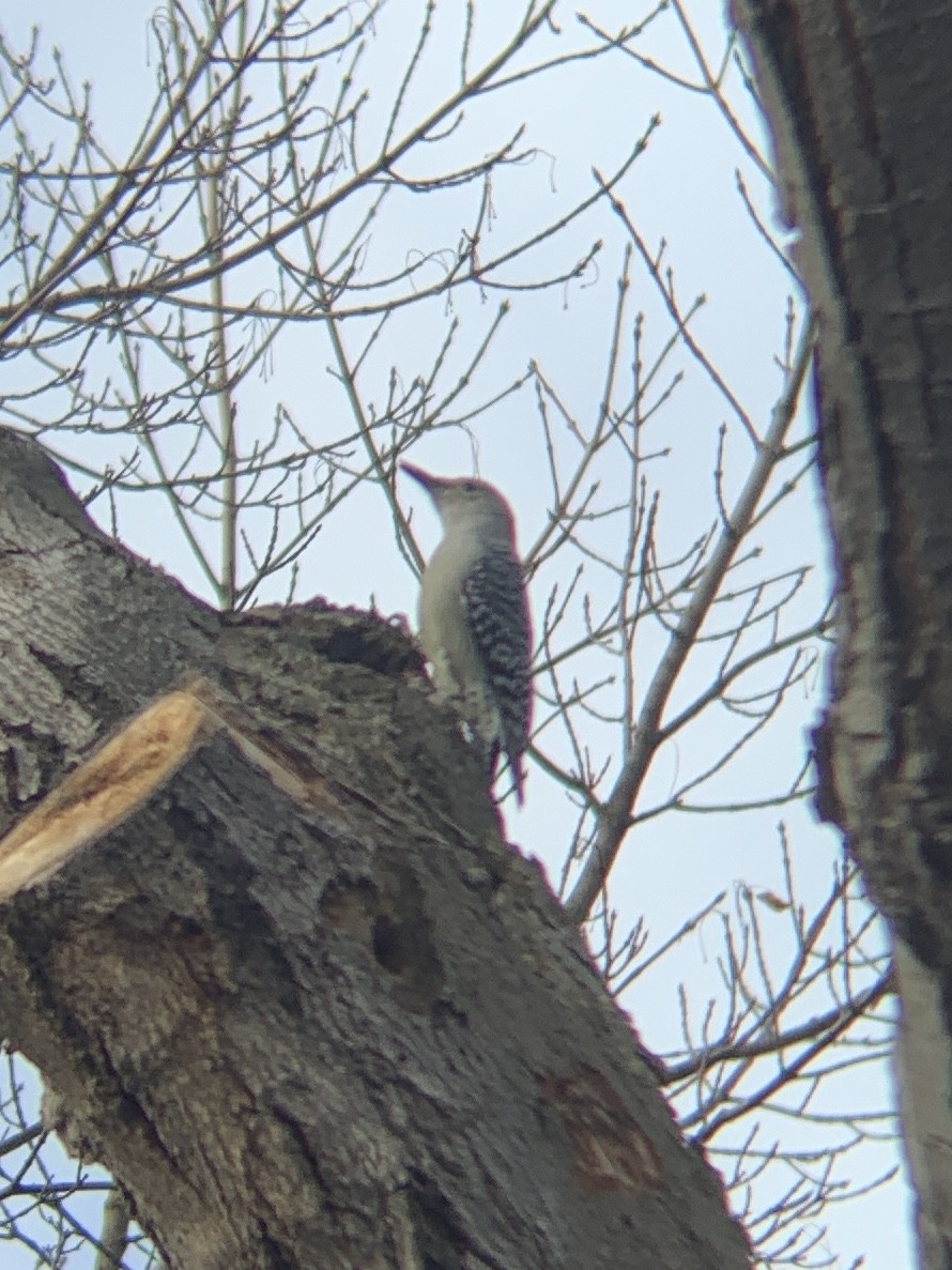 Red-bellied Woodpecker - ML612687165