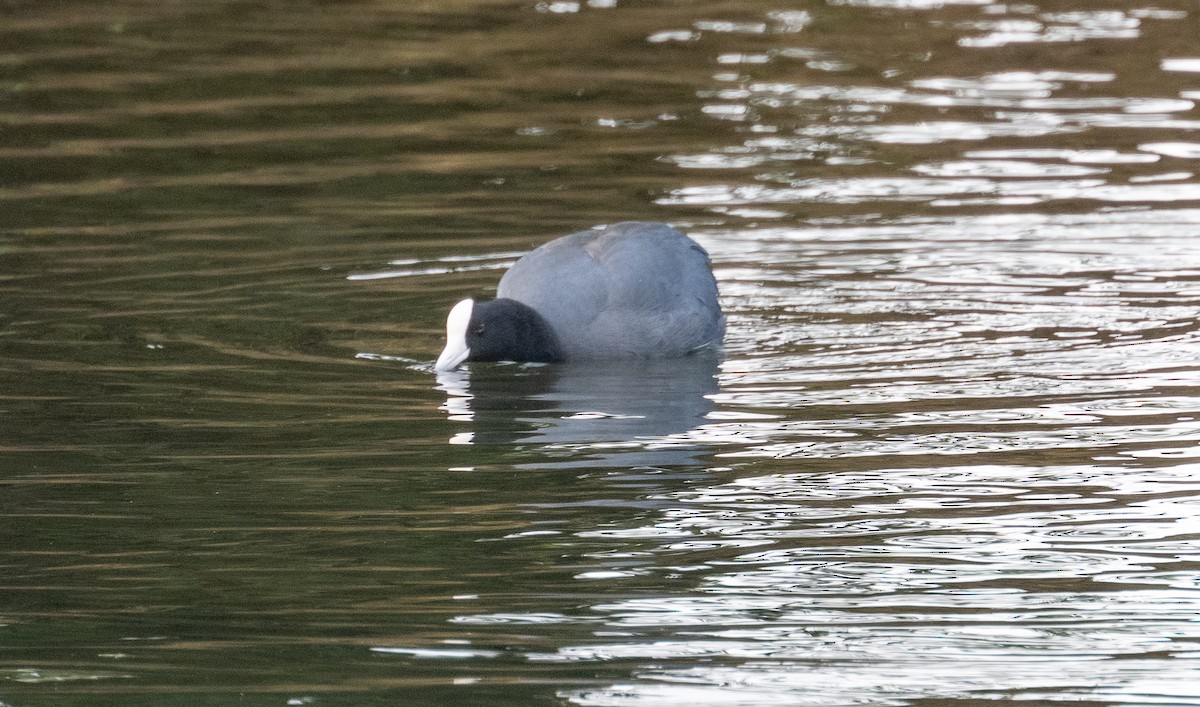 Hawaiian Coot - ML612687171