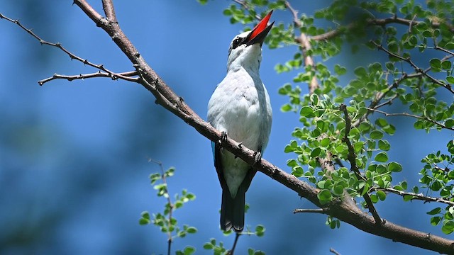 Woodland Kingfisher - ML612687180