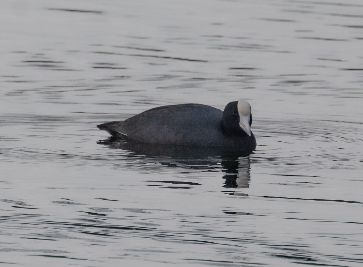 Hawaiian Coot - ML612687182