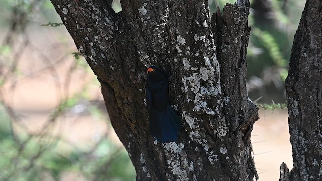 Abyssinian Scimitarbill - ML612687215