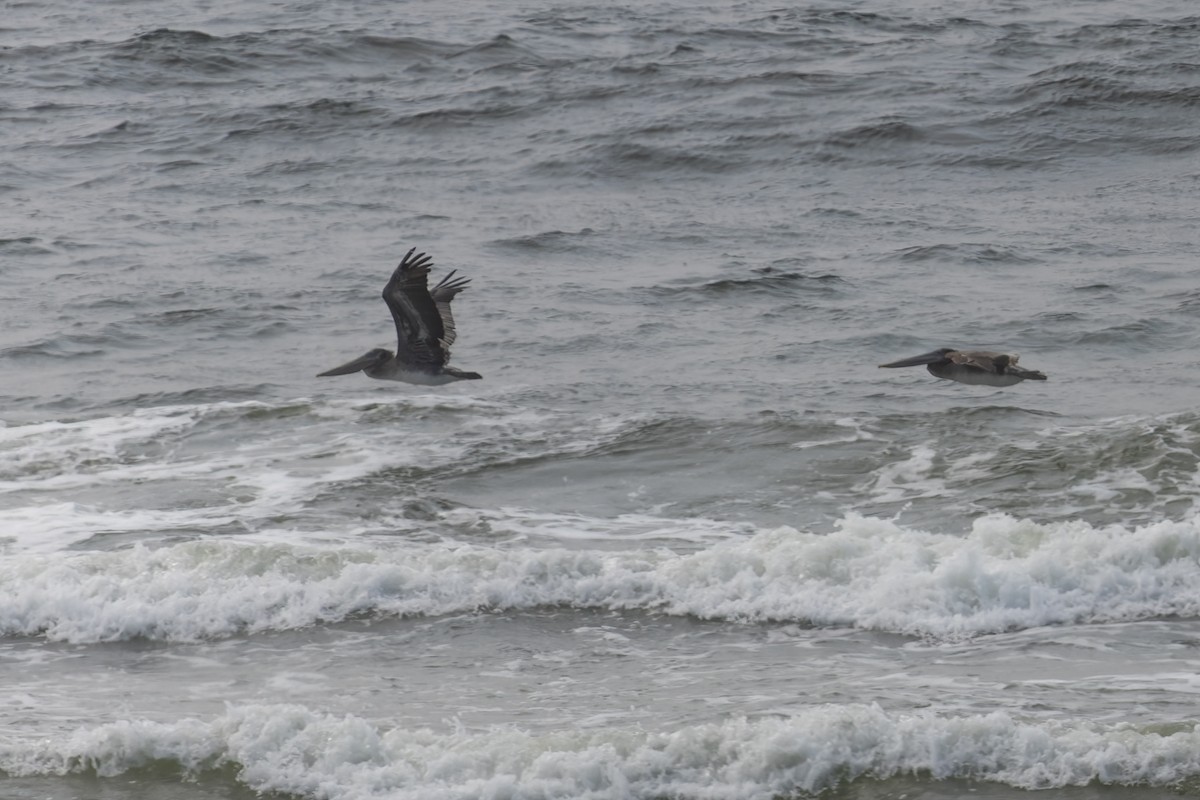 Brown Pelican - ML612687220