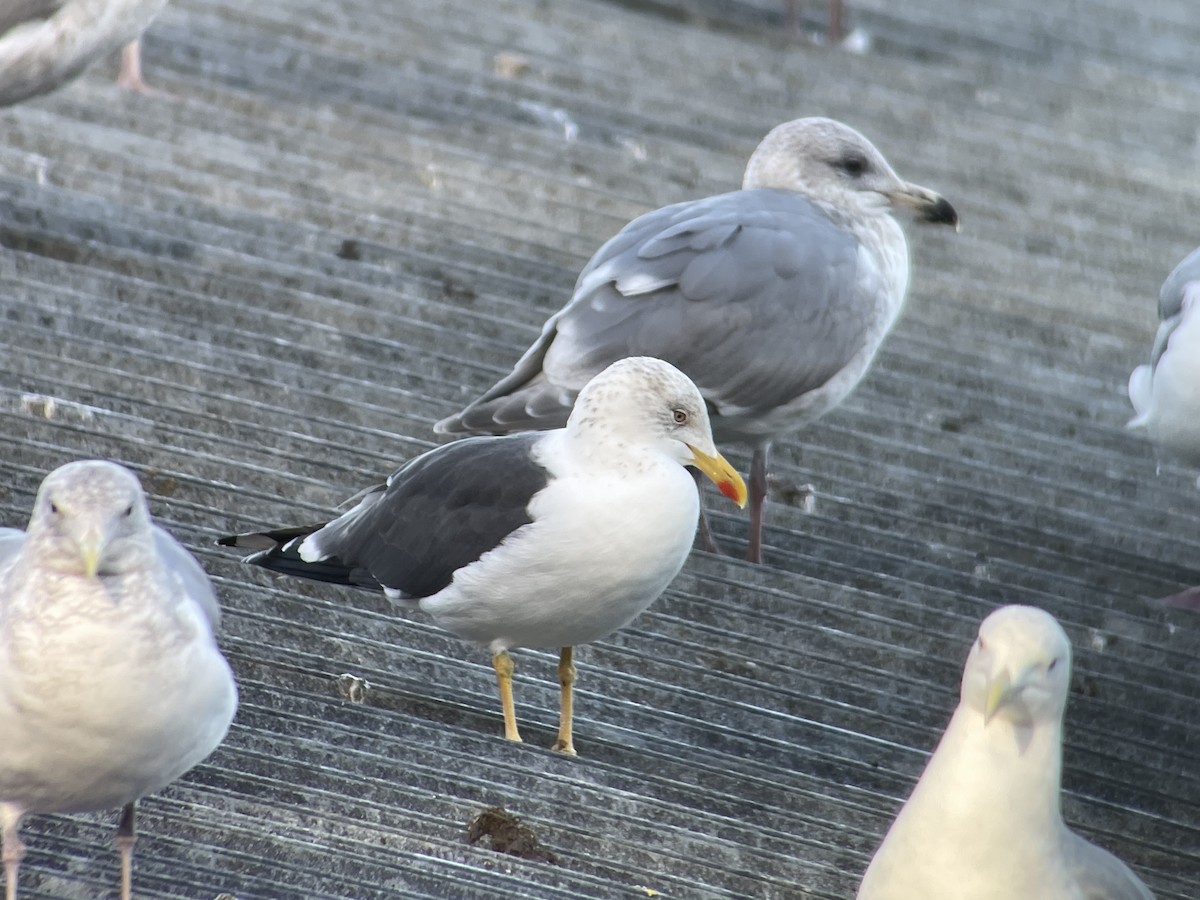 Lesser Black-backed Gull - ML612687230