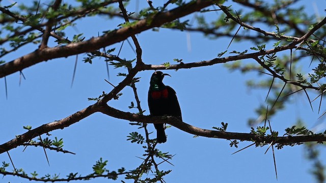 Abyssinian Sunbird - ML612687279