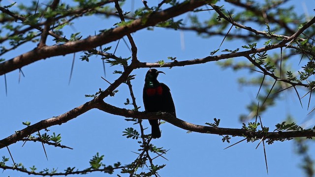 Glanznektarvogel - ML612687279