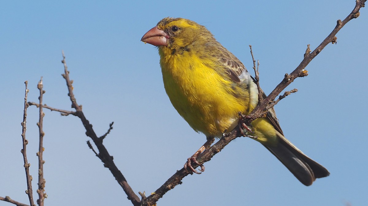 Serin à gros bec - ML612687286