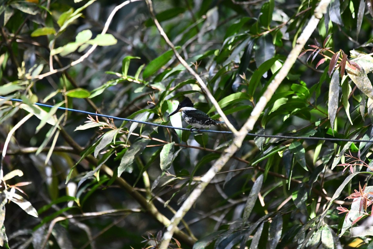 Green Kingfisher - ML612687298