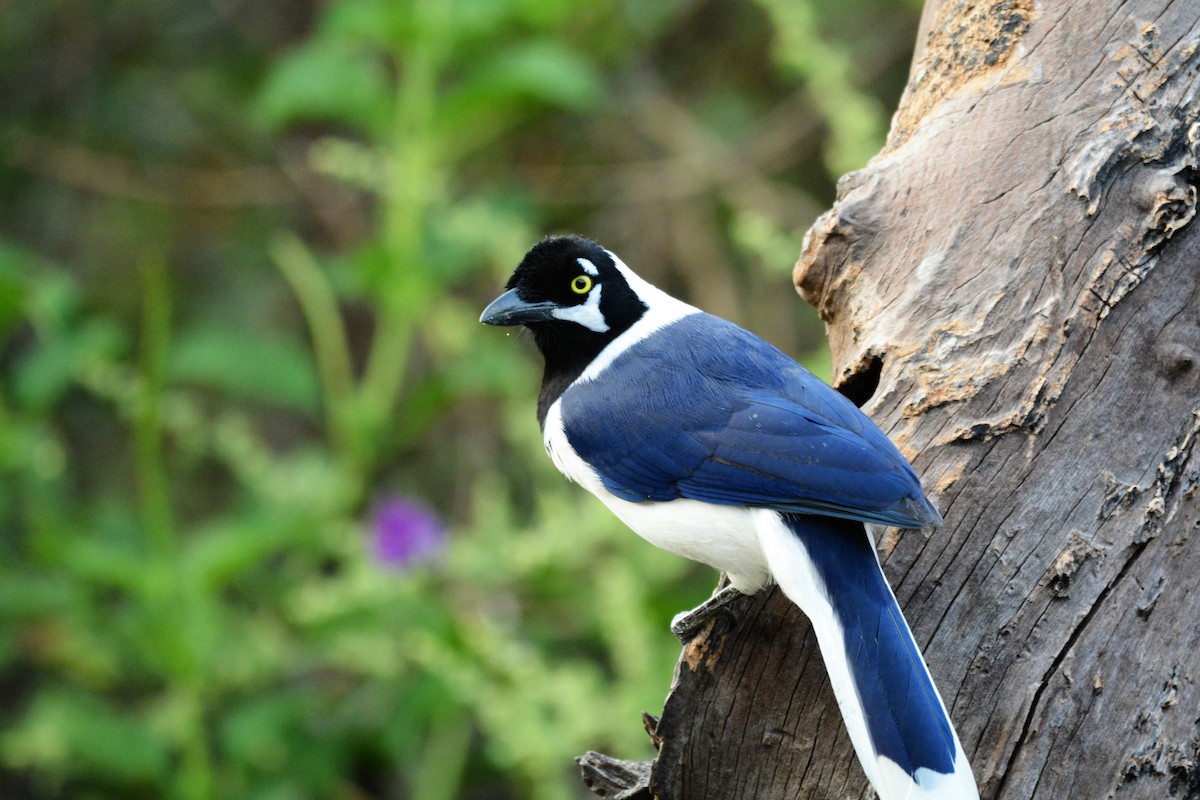 White-tailed Jay - ML612687311