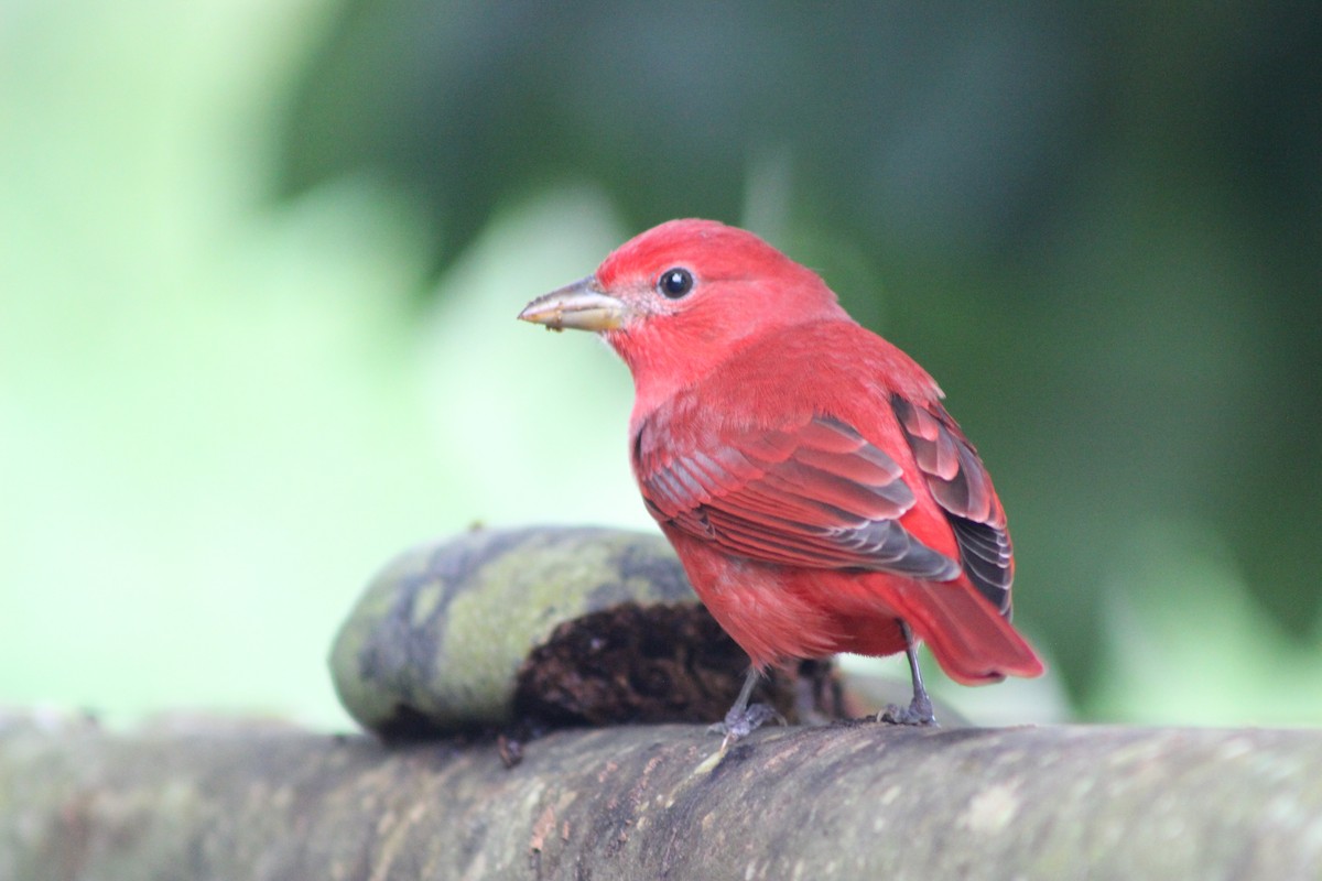 Summer Tanager - Ronald Penner