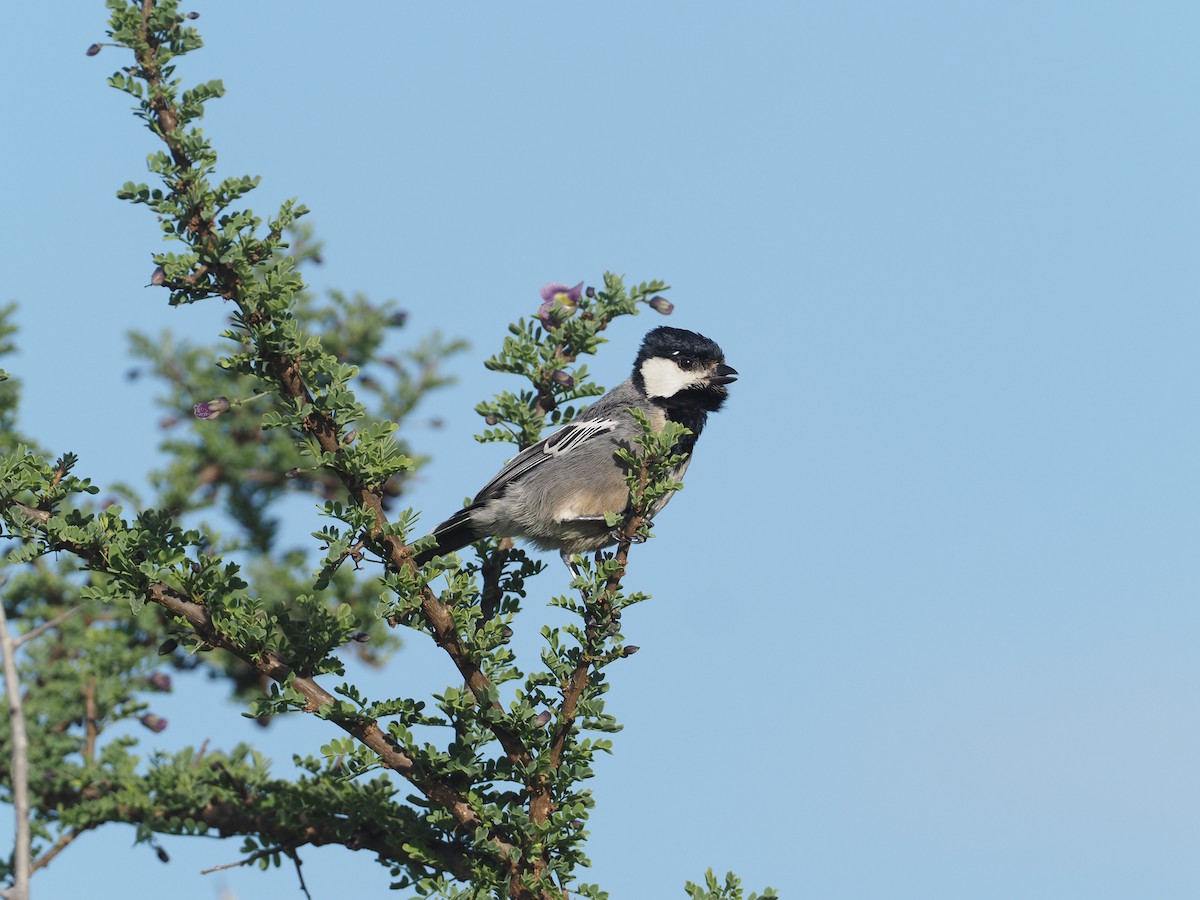 Somali Tit - ML612687343