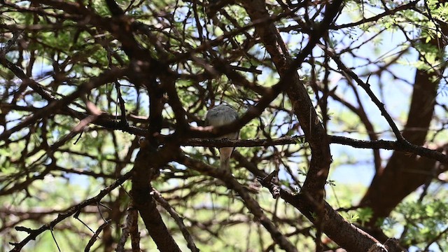 Gray Tit-Flycatcher - ML612687357