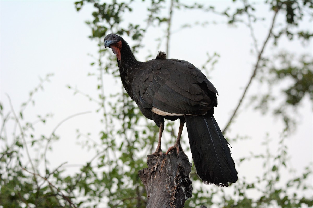 White-winged Guan - ML612687418