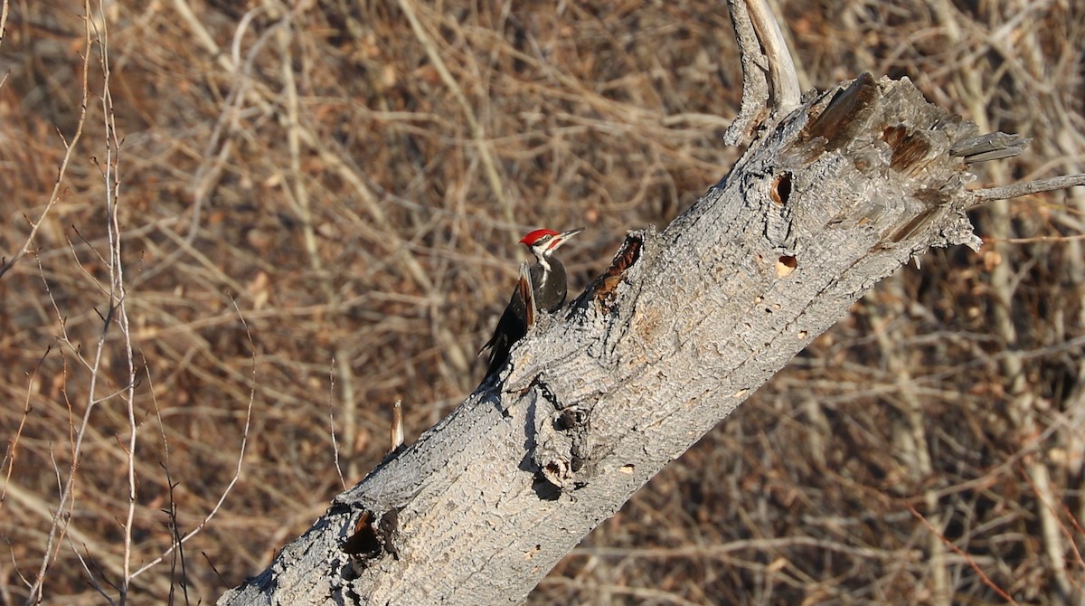 Pileated Woodpecker - Tom Beeke
