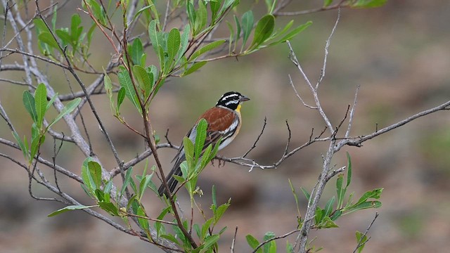 Golden-breasted Bunting - ML612687474