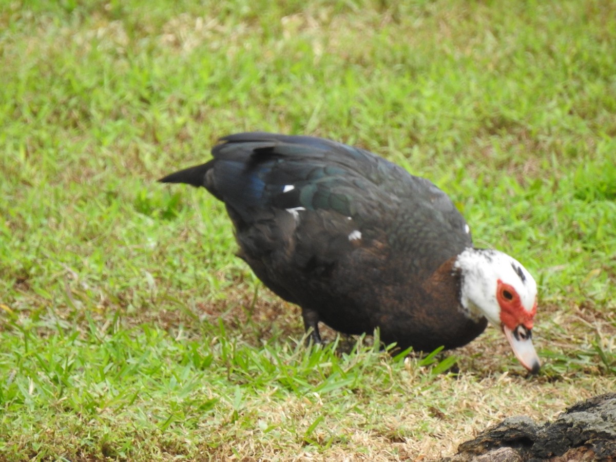 Muscovy Duck (Domestic type) - ML612687504