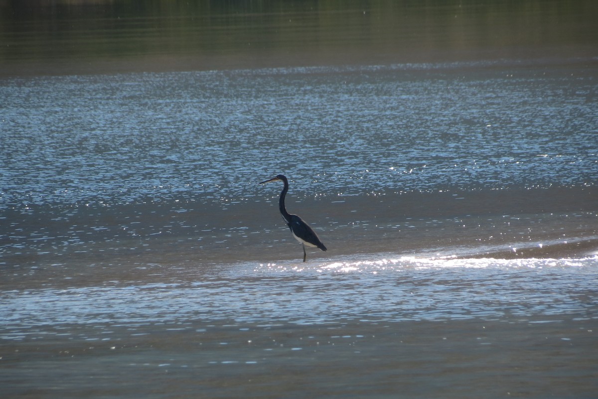 Tricolored Heron - ML61268751