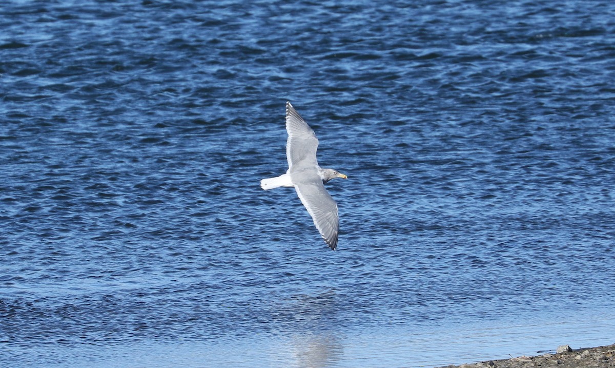 Glaucous-winged Gull - ML612687588