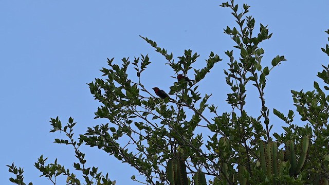 Black-billed Barbet - ML612687599