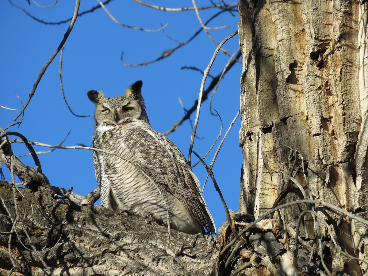 Great Horned Owl - ML612687607
