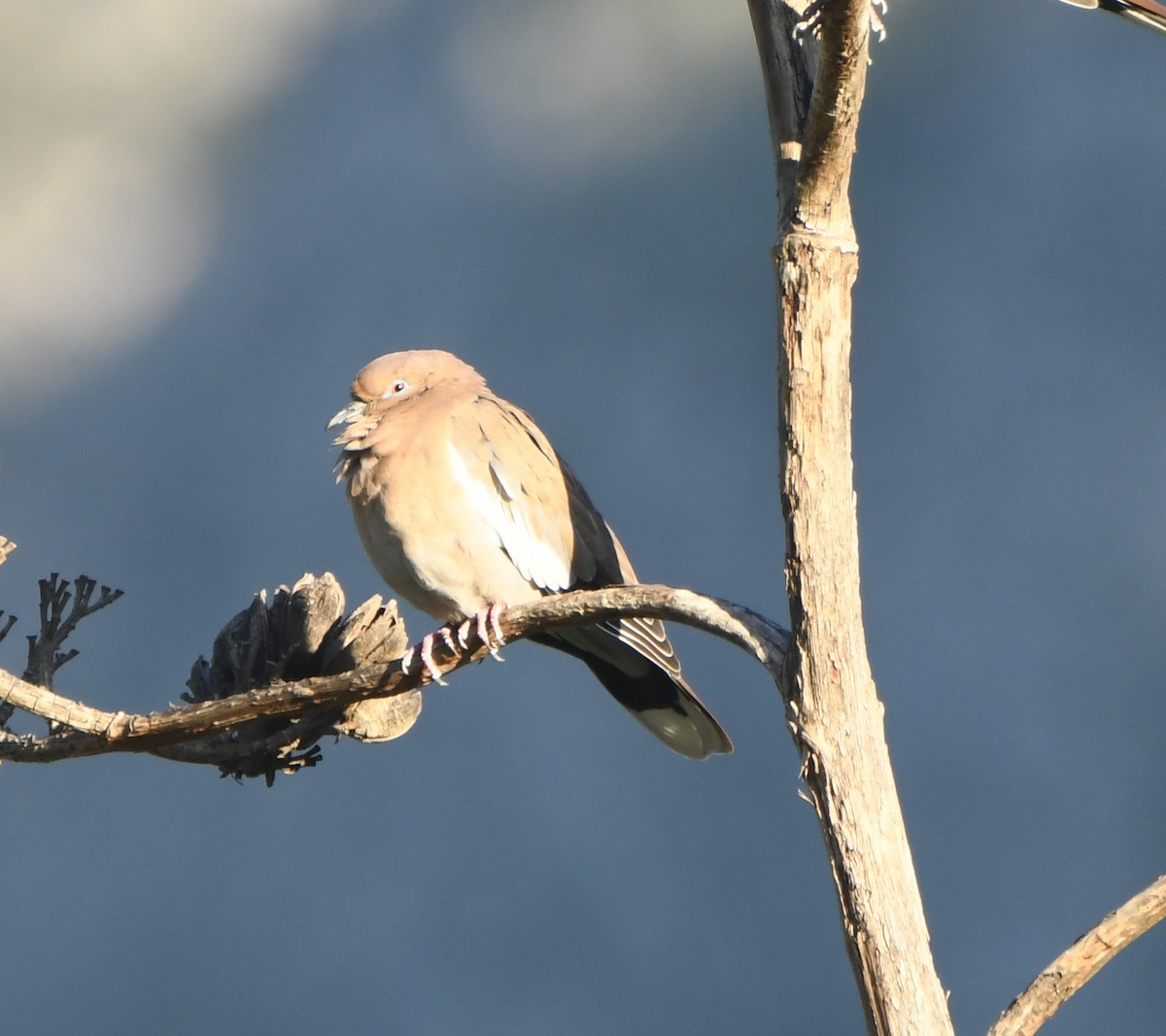 White-winged Dove - Leonardo Guzmán (Kingfisher Birdwatching Nuevo León)