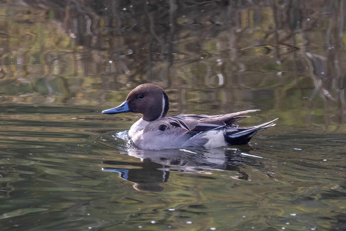 Northern Pintail - ML612687756