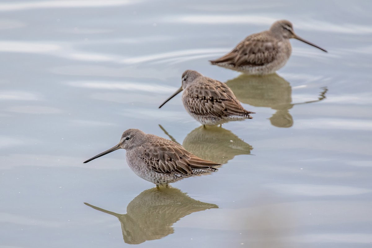 Long-billed Dowitcher - ML612687772