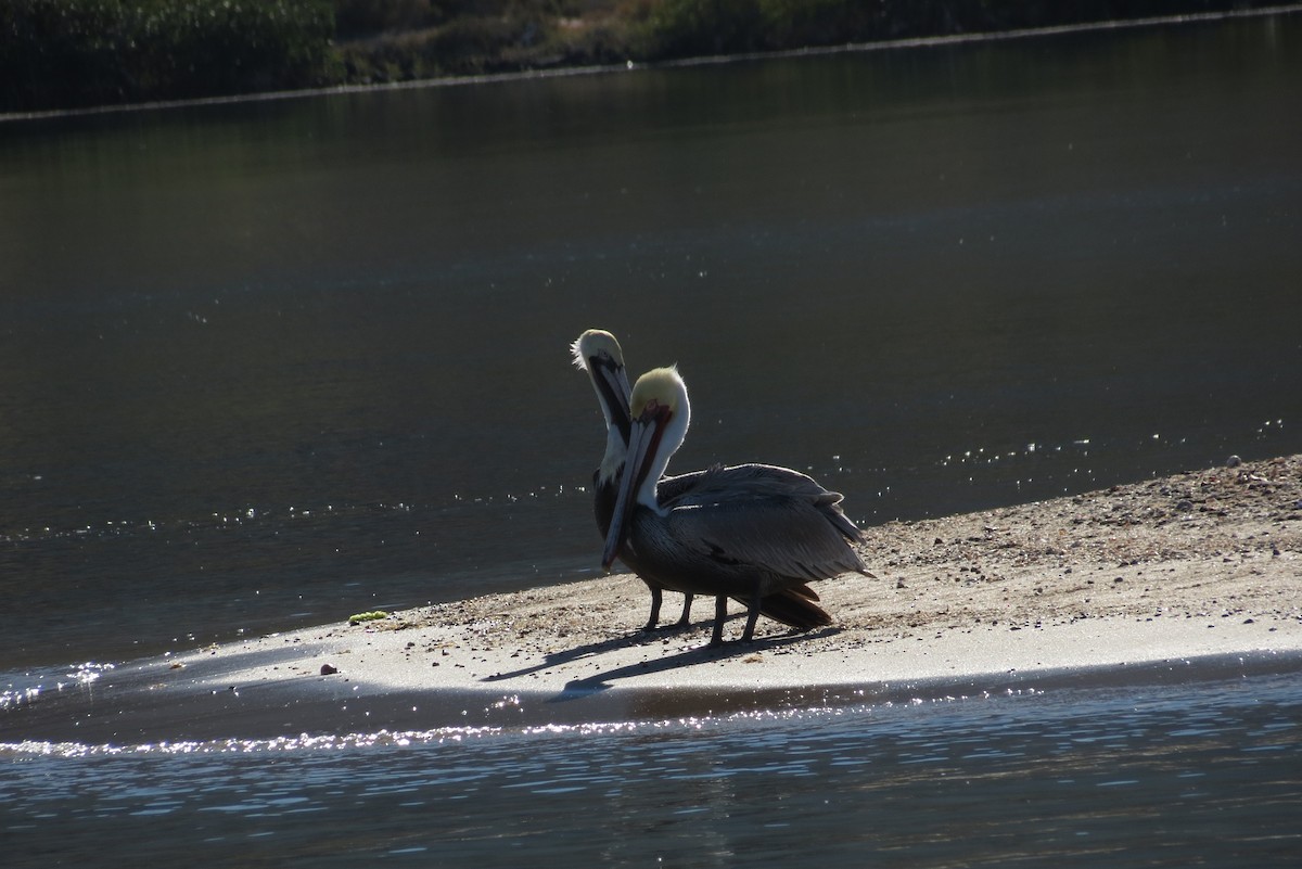 Brown Pelican - ML61268781