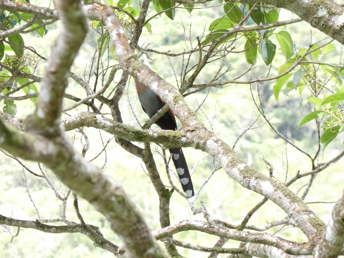 Squirrel Cuckoo - ML612687876