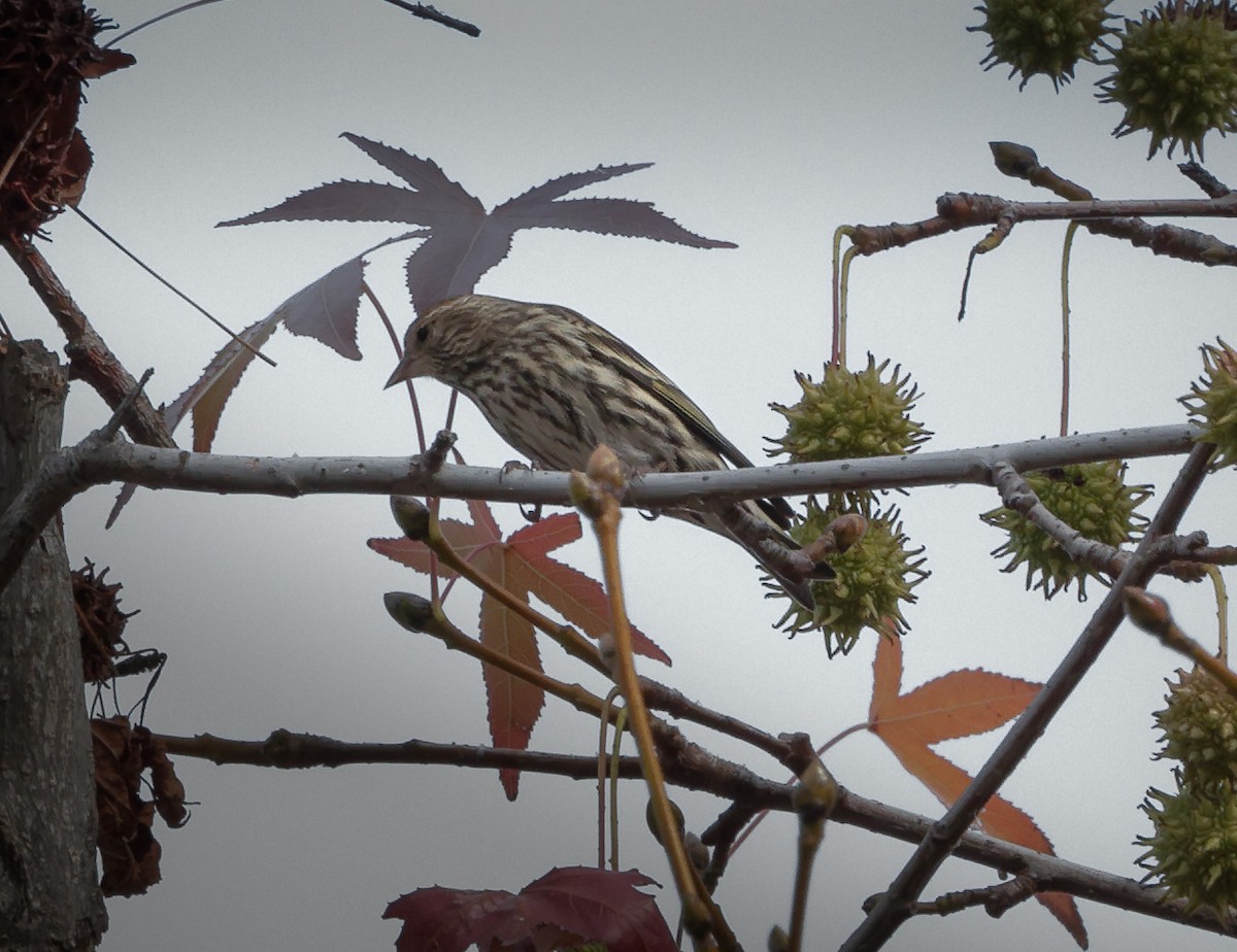 Pine Siskin - ML612687936