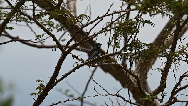 White-chinned Prinia - ML612687981