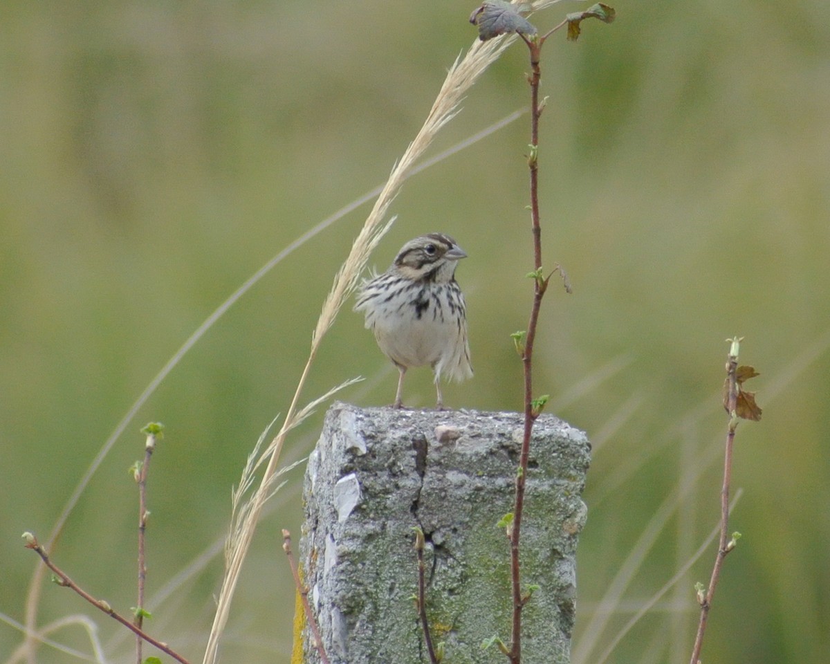 Sierra Madre Sparrow - Miguel Mota