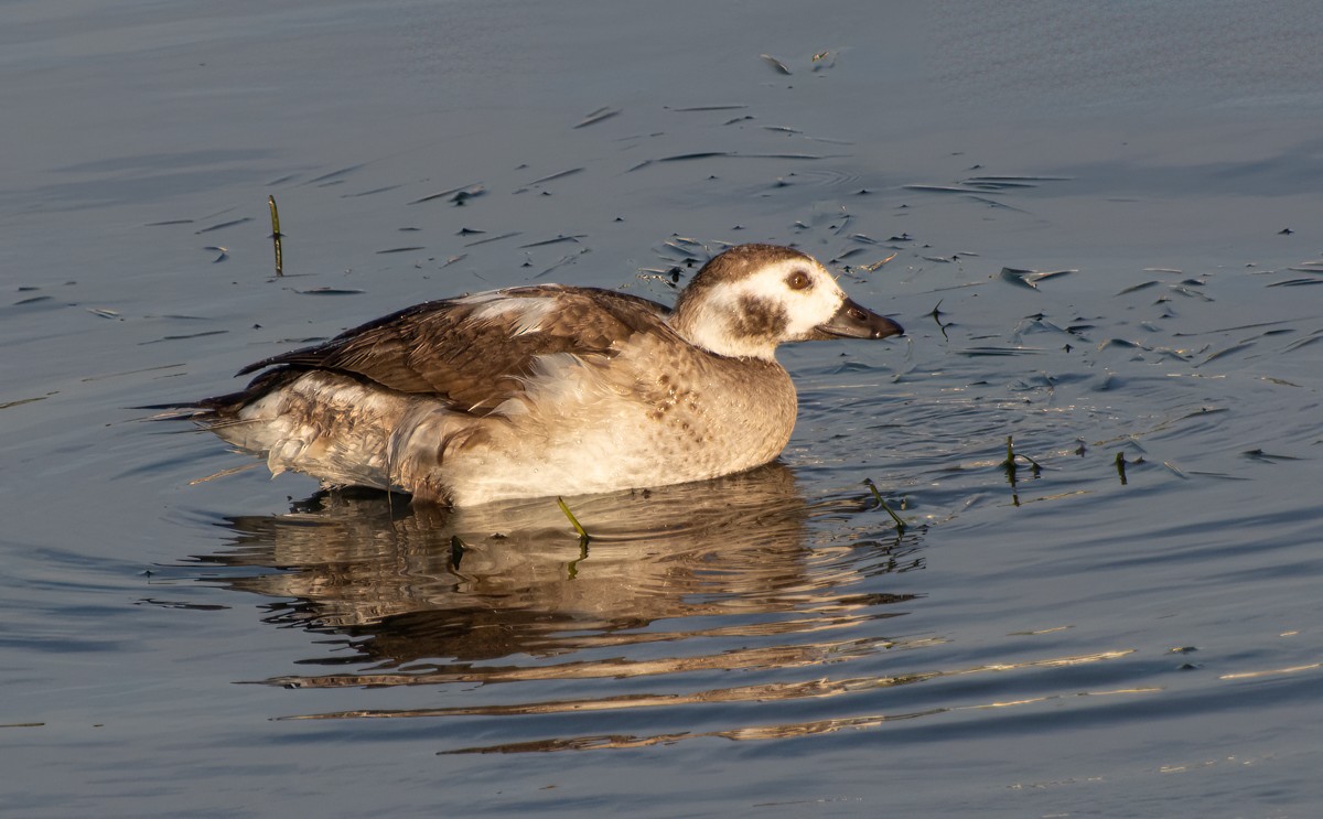 Long-tailed Duck - ML612688094
