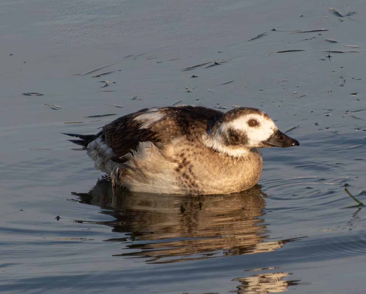 Long-tailed Duck - ML612688095