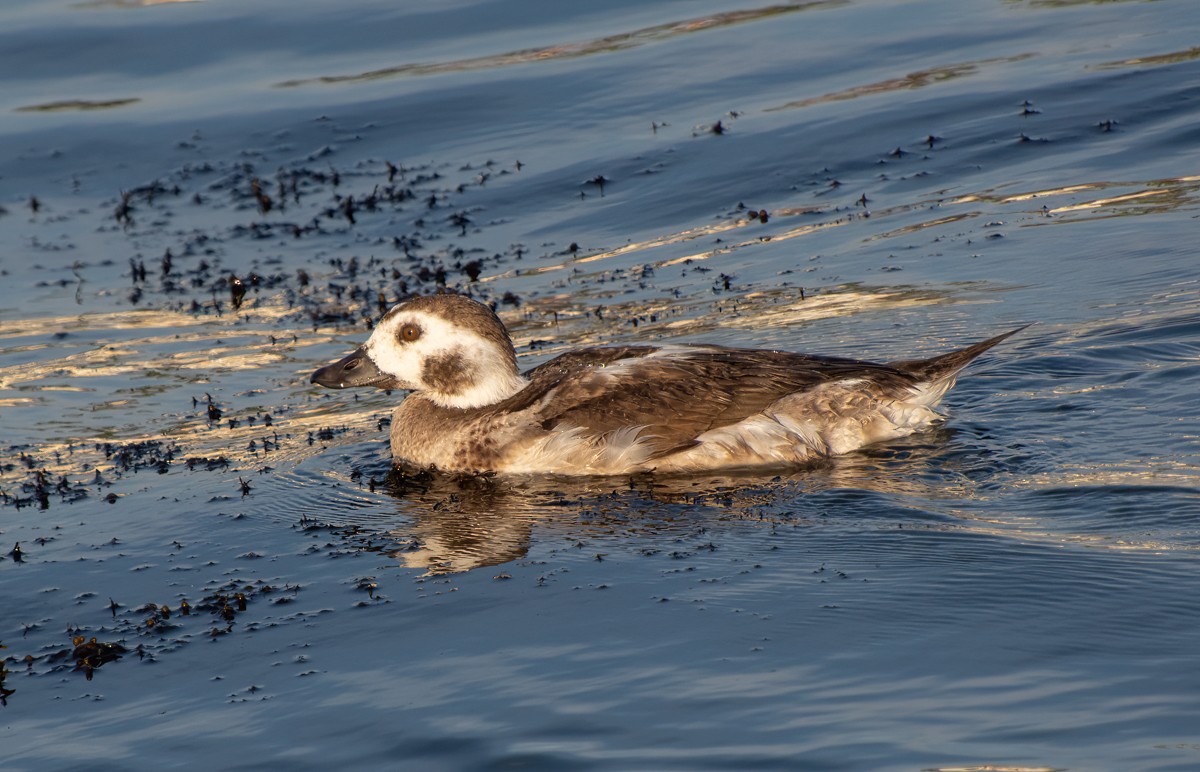 Long-tailed Duck - ML612688098