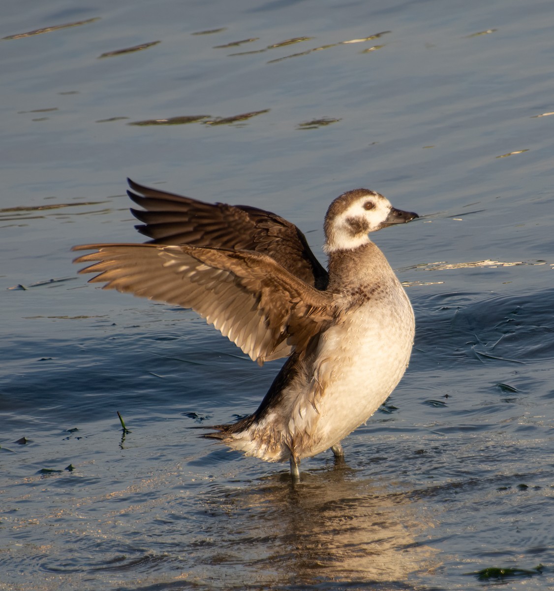 Long-tailed Duck - ML612688099
