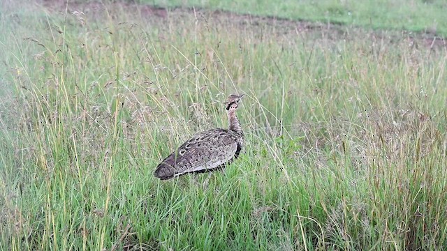 Black-bellied Bustard - ML612688126